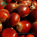 chinese wholesale sweet chestnut fresh chestnuts on sale